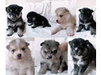Pomsky PUPPY FOR SALE ADN-768468 - Blue Eyes Pomsky Puppies