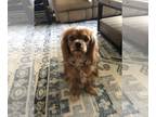 Cavalier King Charles Spaniel PUPPY FOR SALE ADN-768436 - Cavalier King for sale