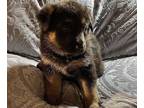 German Shepherd Dog PUPPY FOR SALE ADN-768432 - AKC GERMAN SHEPHERDS BLACK AND