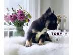 French Bulldog PUPPY FOR SALE ADN-768414 - Toby the Fluffy Frenchie
