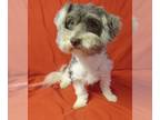 Havanese PUPPY FOR SALE ADN-768398 - AKC HAVANESE 2 YEAR 8 MO OLD MALE