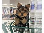 Yorkshire Terrier PUPPY FOR SALE ADN-768389 - AKC Teddy Bear Face Male Yorkie