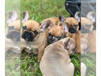 French Bulldog PUPPY FOR SALE ADN-768385 - AKC French Bulldogs Champion