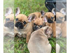 French Bulldog PUPPY FOR SALE ADN-768385 - Beautiful French Bulldogs