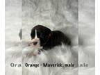 American Staffordshire Terrier-Boxer Mix PUPPY FOR SALE ADN-768365 - 6 beautiful