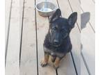 German Shepherd Dog PUPPY FOR SALE ADN-768341 - AKC reg pups