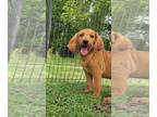 Bloodhound-Catahoula Leopard Dog Mix PUPPY FOR SALE ADN-768333 - Daisy