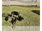 German Shepherd Dog PUPPY FOR SALE ADN-768320 - Beautiful and loving German