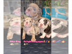 English Bulldog PUPPY FOR SALE ADN-768308 - English Bulldog puppies