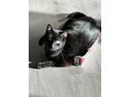 Adopt DARCY - Young Adult Female a Domestic Short Hair