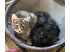 Adopt KING & KEELI - Offered by Owner - Bonded Pair a Domestic Short Hair