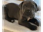 Cane Corso PUPPY FOR SALE ADN-768505 - Full Blooded Cane Corso Puppies