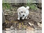 Goldendoodle PUPPY FOR SALE ADN-768480 - Smore doodles