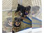 Rottweiler PUPPY FOR SALE ADN-768472 - Female Rottweiler Puppy