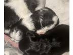 Shih Tzu PUPPY FOR SALE ADN-768387 - Cute Shih Tzu puppies