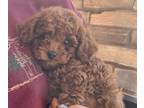 Poodle (Toy) PUPPY FOR SALE ADN-768346 - Toys in Arizona