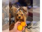 Yorkshire Terrier PUPPY FOR SALE ADN-768503 - Yorkshire terrier