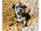 Yorkshire Terrier PUPPY FOR SALE ADN-768494 - Yorkies