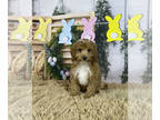 Cavapoo PUPPY FOR SALE ADN-768487 - Cavapoos