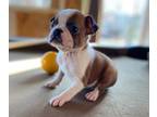 Boston Terrier PUPPY FOR SALE ADN-768453 - Fawn boston terrier