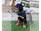 Rottweiler PUPPY FOR SALE ADN-768452 - AKC Rottweiler