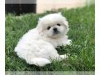 Pekingese PUPPY FOR SALE ADN-768450 - Romeo White male Pekingese