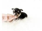 Chihuahua PUPPY FOR SALE ADN-768445 - Ryder