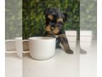 Yorkshire Terrier PUPPY FOR SALE ADN-768442 - 6 YORKIE PUPPIES IN GA