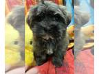 Havanese PUPPY FOR SALE ADN-768434 - Havanese Puppies Available Beautiful