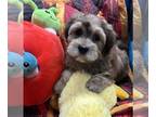 Havanese PUPPY FOR SALE ADN-768433 - Havanese Puppies Available Beautiful