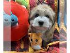 Havanese PUPPY FOR SALE ADN-768431 - Havanese Puppies Available Beautiful