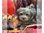 Havanese PUPPY FOR SALE ADN-768430 - Havanese Puppies Available Beautiful