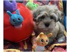 Havanese PUPPY FOR SALE ADN-768428 - Havanese Puppies Available Beautiful