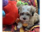 Havanese PUPPY FOR SALE ADN-768427 - Havanese Puppies Available Beautiful
