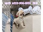 Pug PUPPY FOR SALE ADN-768415 - Molly Girl Pup