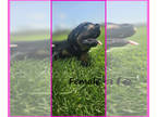 Rottweiler PUPPY FOR SALE ADN-768400 - Gorgeous AKC Rottweilers