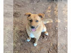 Shiba Inu PUPPY FOR SALE ADN-768395 - Sweet Shiba Inu Mix Pup