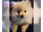 Pomeranian PUPPY FOR SALE ADN-768367 - CKC Pomeranian Puppies