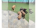 Ultimate Mastiff PUPPY FOR SALE ADN-768356 - Mastiff puppies
