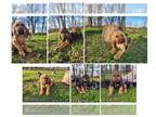 Bloodhound PUPPY FOR SALE ADN-768345 - JoJo Winter 2023 Bloodhound puppies