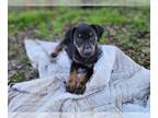 Catahoula Leopard Dog PUPPY FOR SALE ADN-768344 - Jessie