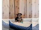 Yorkshire Terrier PUPPY FOR SALE ADN-768311 - Mia