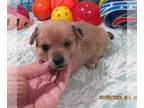 Chiweenie PUPPY FOR SALE ADN-768305 - Chance Fawn Chiweenie Boy