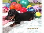 Dachshund PUPPY FOR SALE ADN-768302 - Luke Black Smooth Mini Dachshund Boy