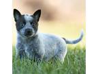 Adopt Alpine a Australian Cattle Dog / Blue Heeler