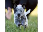 Adopt Holley a Australian Cattle Dog / Blue Heeler
