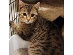 Adopt Hyacinth a Domestic Short Hair