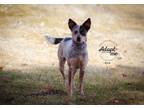 Adopt Evie a Australian Cattle Dog / Blue Heeler