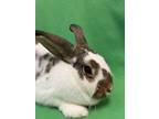 Adopt November a Bunny Rabbit