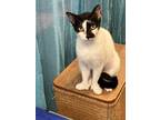 Adopt Miss Spot a Extra-Toes Cat / Hemingway Polydactyl